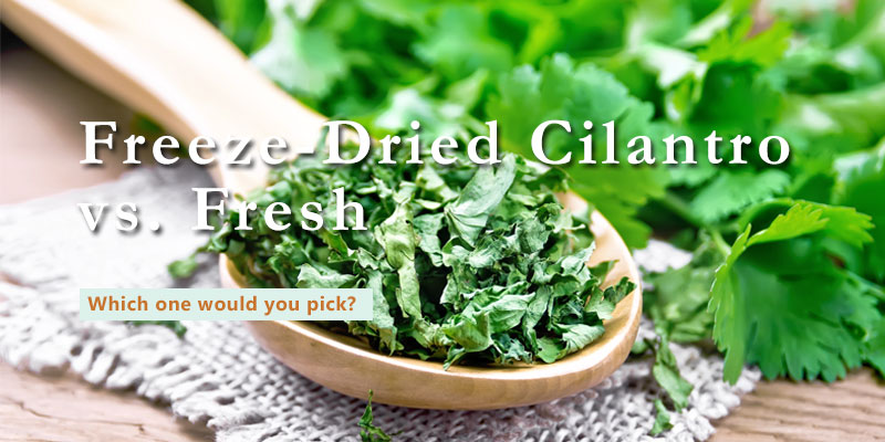 freeze dried cilantro vs. fresh choice question