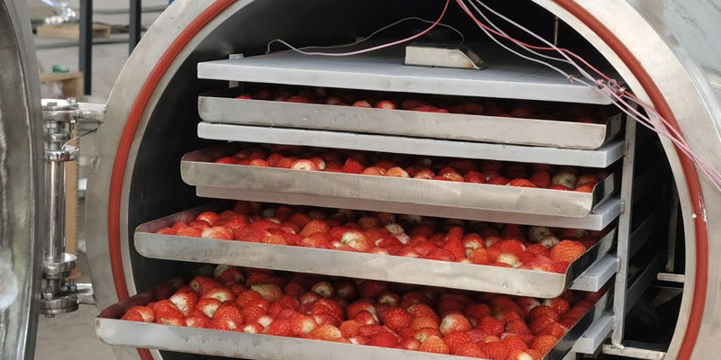 industrial freeze dryer with strawberries