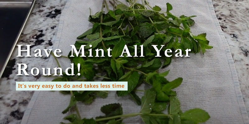 how to freeze dry mint banner with text