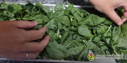 How To Freeze Dry Spinach | Freeze Dried Guide