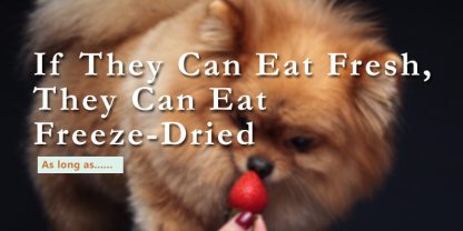 can dogs have freeze dried strawberries banner with text