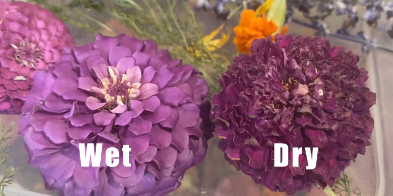 freeze drying flowers comparing wet flowers and dry flowers