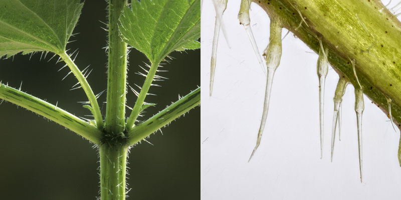 stinging nettle leaves with stinger close up