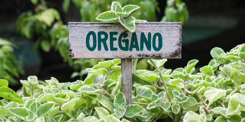 oregano plants with label