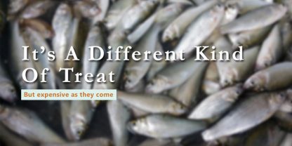 are freee dried minnows good for pets banner with text