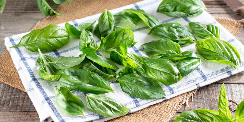 basil leaves drip drying on kitchen towel. 