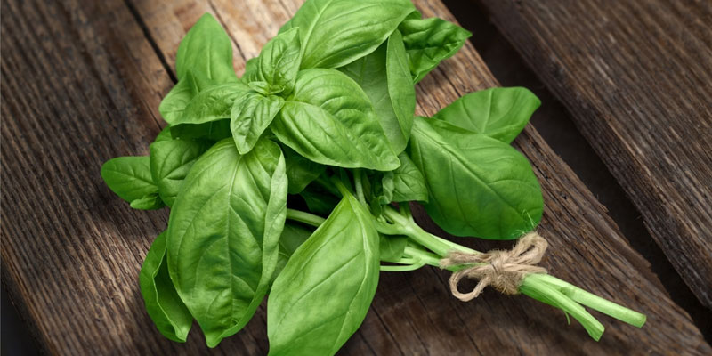 bunch of basil tied with twine