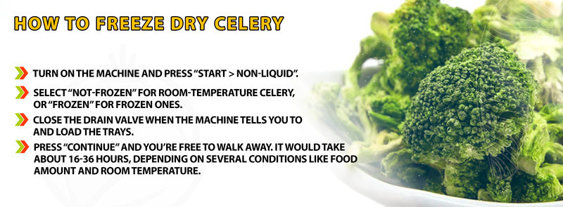 How To Freeze Dry Celery
