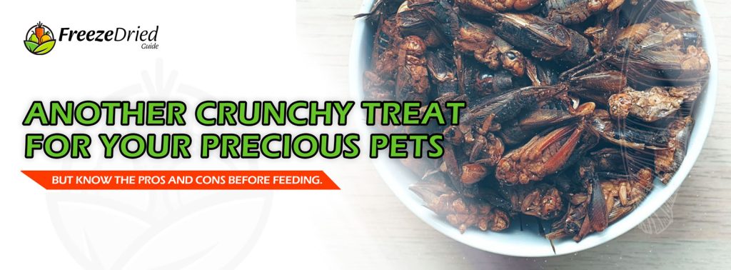 Freeze Dried Crickets: A Nutritious and Sustainable Dog Food