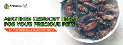 What-Are-Freeze-Dried-Crickets-banner