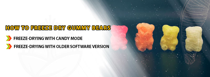 Freeze Dry Gummy Bears