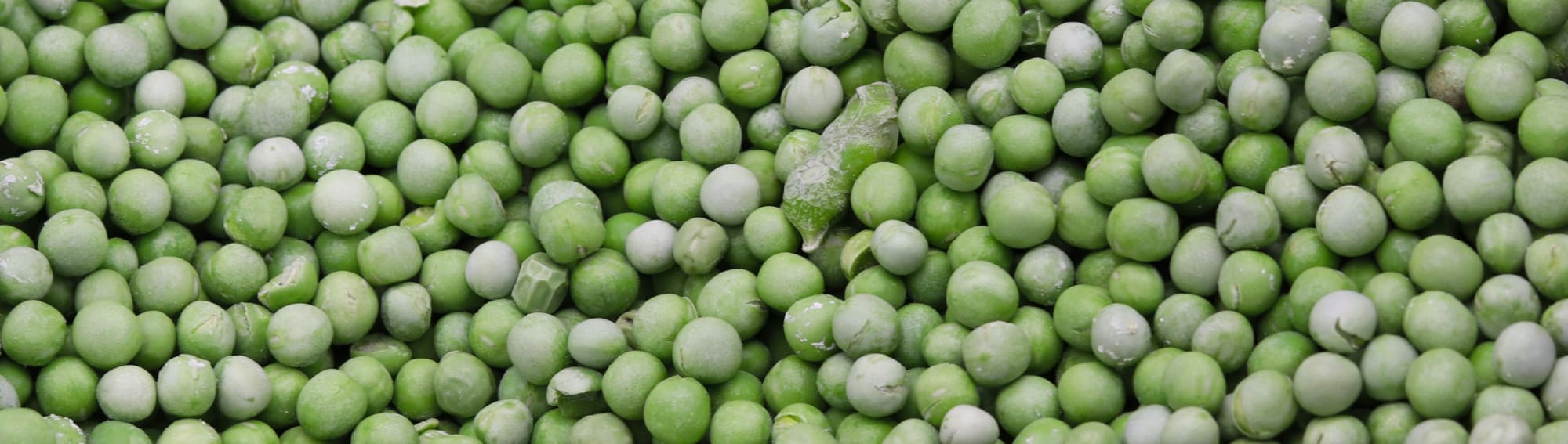 image of saragota farms freeze dried green beans